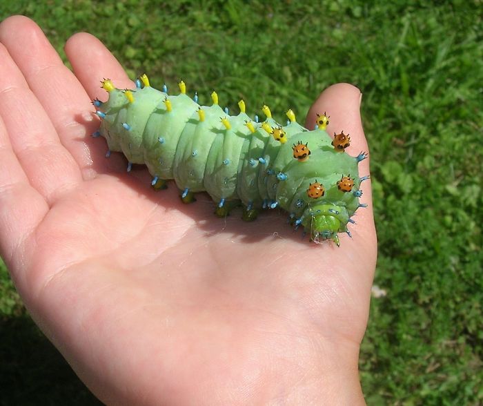 46 Photos To Remind Everyone That Many Animals Are Way Bigger Than Most Of Us Think