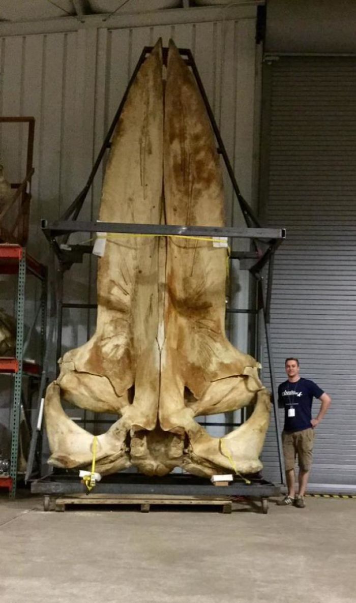 46 Photos To Remind Everyone That Many Animals Are Way Bigger Than Most Of Us Think