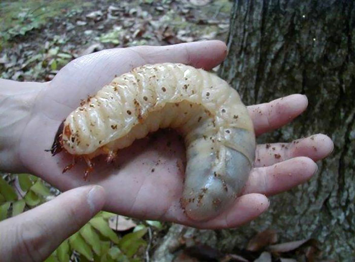 46 Photos To Remind Everyone That Many Animals Are Way Bigger Than Most Of Us Think