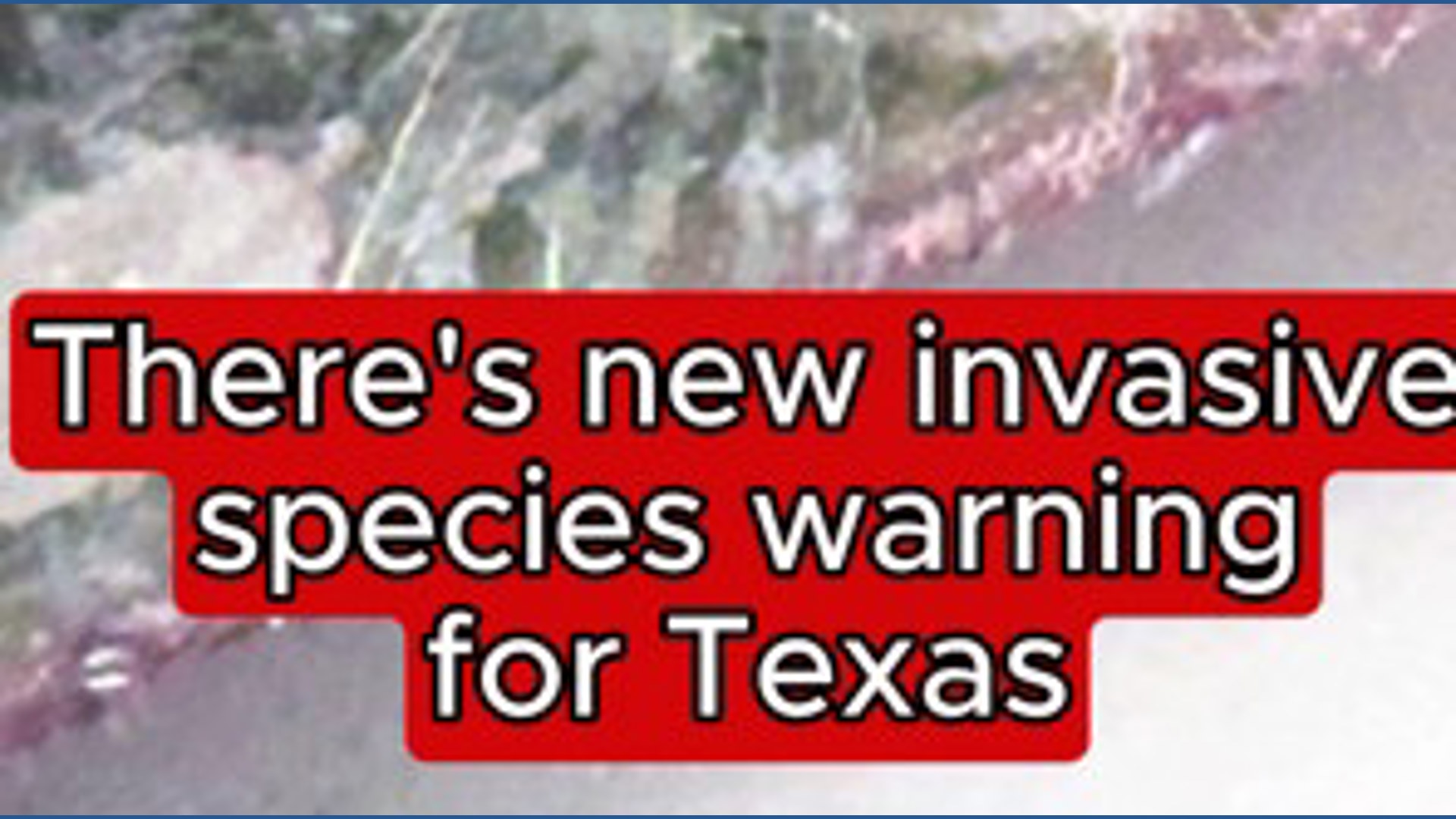 New invasive species threatens Texas pastures