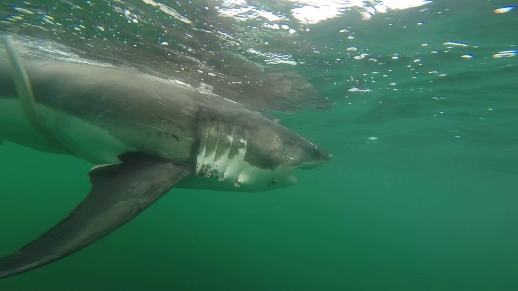 12-foot great white shark 'Ernst' spotted off Florida coast