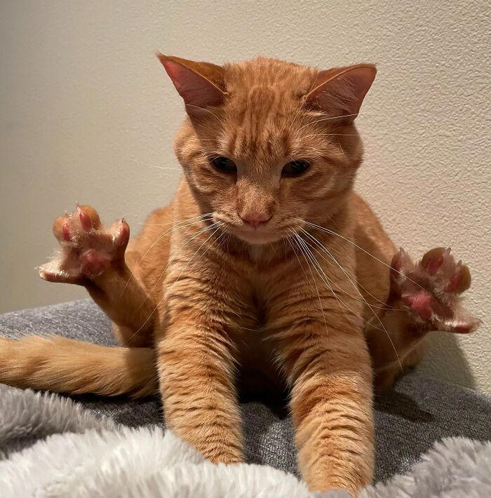 43 cats that look like they’re questioning everything in the universe
