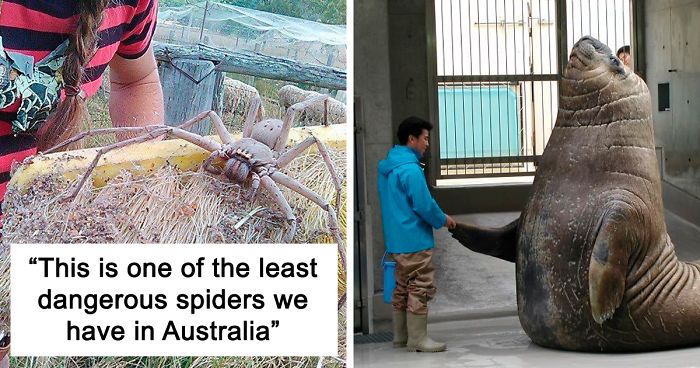 46 Photos To Remind Everyone That Many Animals Are Way Bigger Than Most Of Us Think