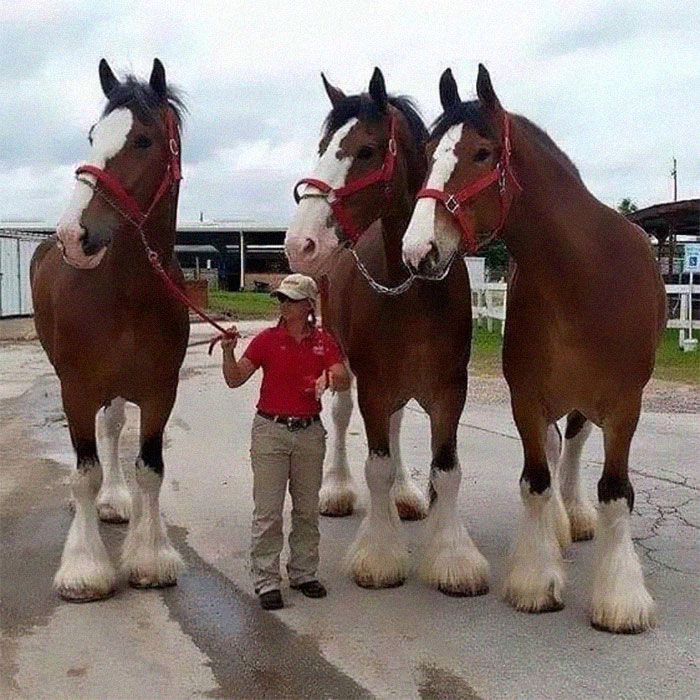 46 Photos To Remind Everyone That Many Animals Are Way Bigger Than Most Of Us Think