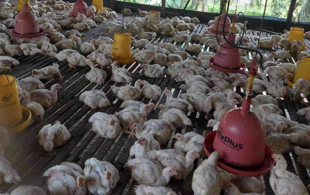 Waspada Penyakit Ayam Saat Hujan: Fakta dan Pencegahan Efektif