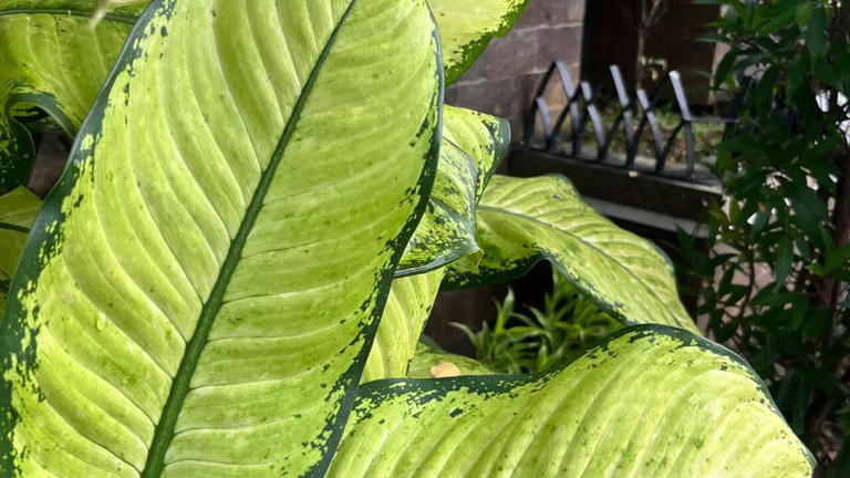 7 beautiful yet highly poisonous plants that you should never touch