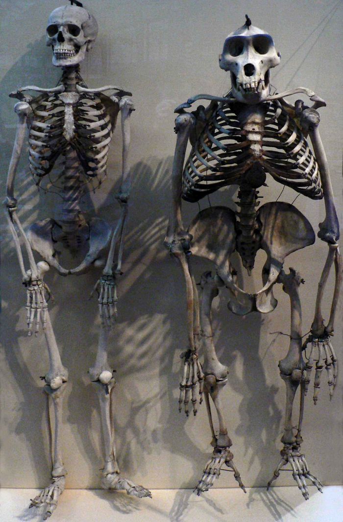 46 Photos To Remind Everyone That Many Animals Are Way Bigger Than Most Of Us Think