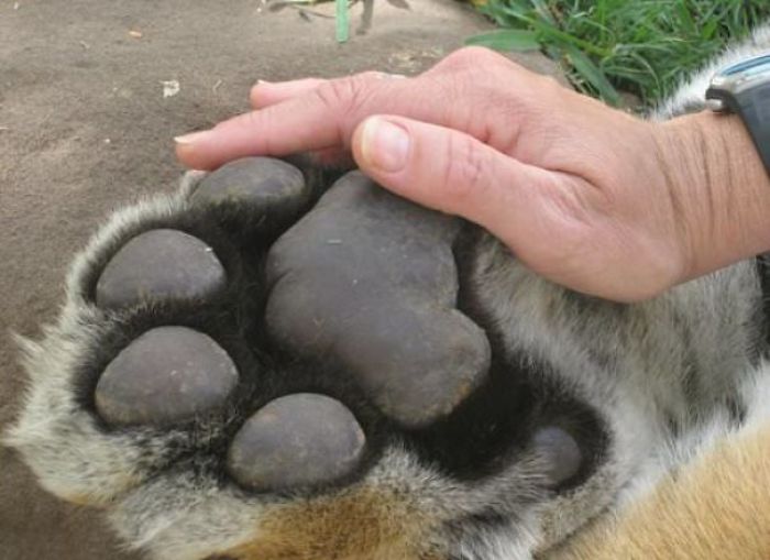 46 Photos To Remind Everyone That Many Animals Are Way Bigger Than Most Of Us Think