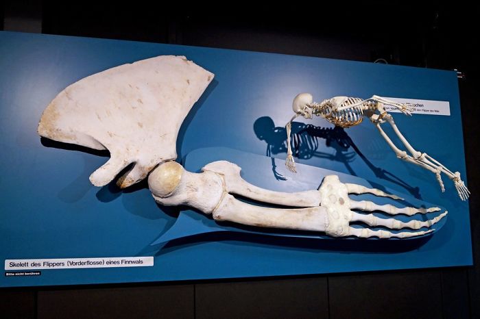 46 Photos To Remind Everyone That Many Animals Are Way Bigger Than Most Of Us Think