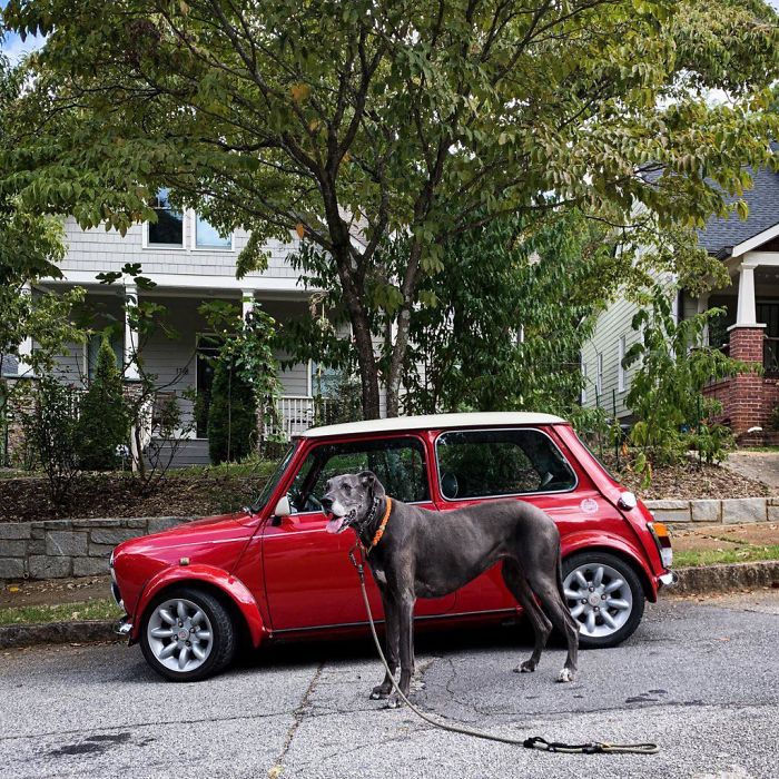 46 Photos To Remind Everyone That Many Animals Are Way Bigger Than Most Of Us Think