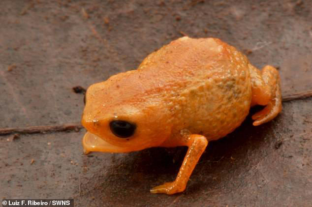 Meet the newest addition to the frog family! Adorable tiny pumpkin ...