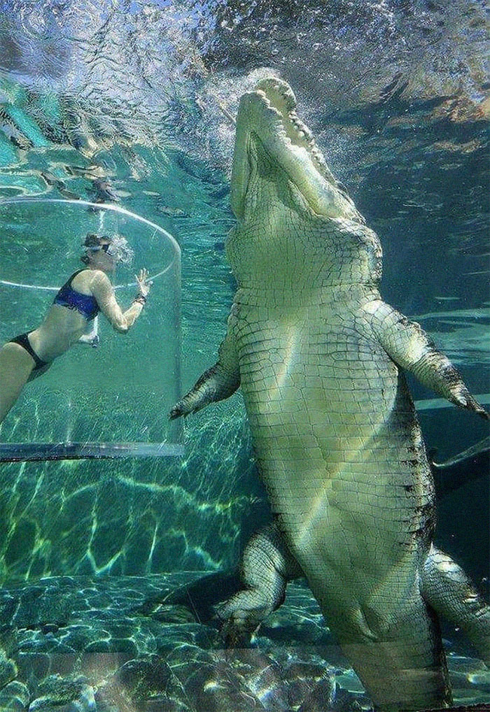 46 Photos To Remind Everyone That Many Animals Are Way Bigger Than Most Of Us Think