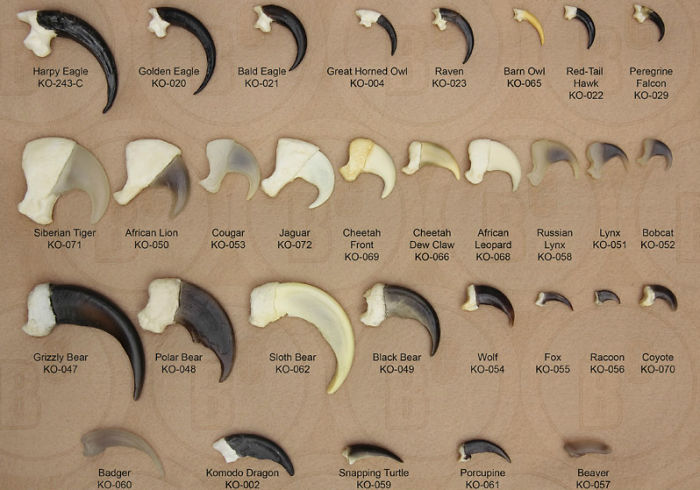 46 Photos To Remind Everyone That Many Animals Are Way Bigger Than Most Of Us Think