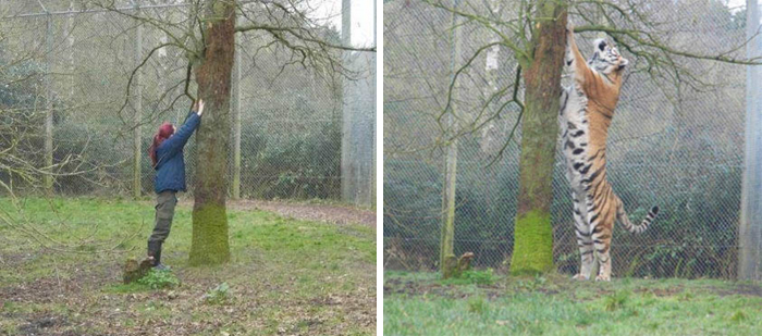 46 Photos To Remind Everyone That Many Animals Are Way Bigger Than Most Of Us Think