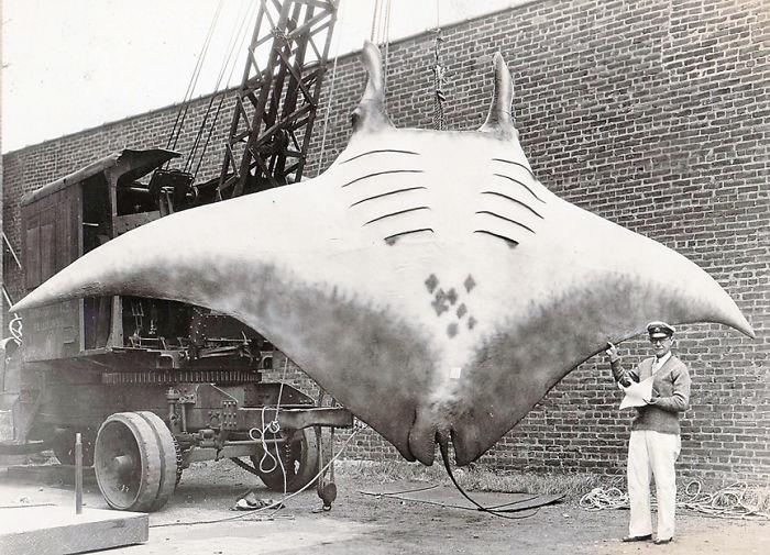 46 Photos To Remind Everyone That Many Animals Are Way Bigger Than Most Of Us Think