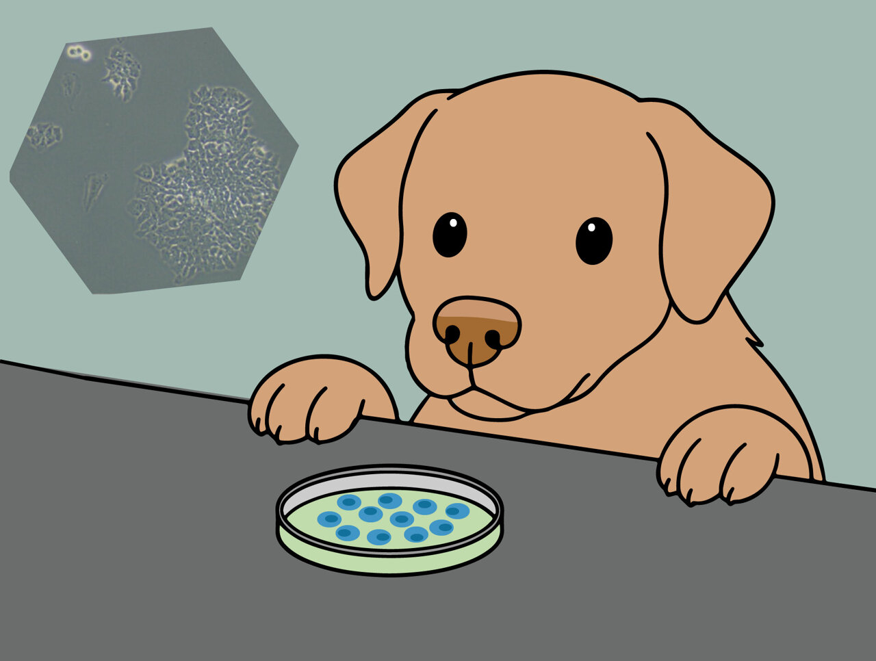 A new medium for canine stem cells that doesn't contain any human ...