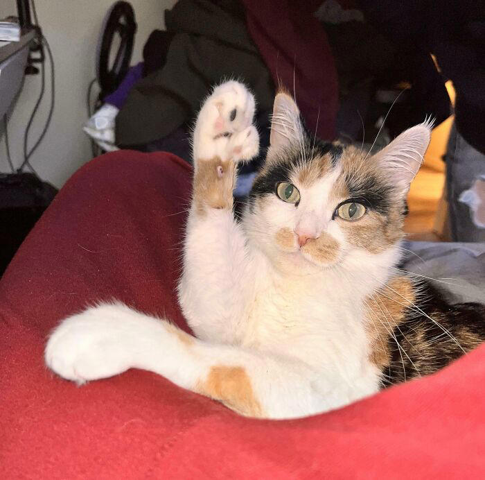 43 cats that look like they’re questioning everything in the universe