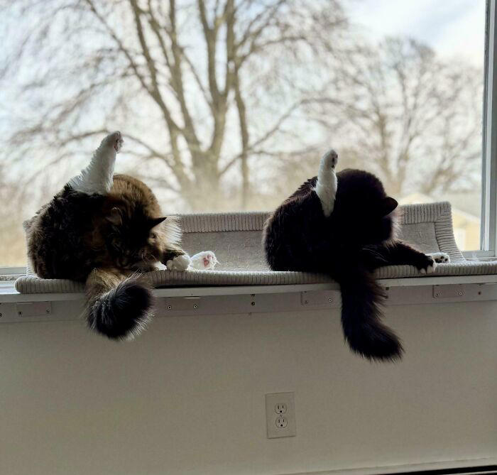 43 cats that look like they’re questioning everything in the universe