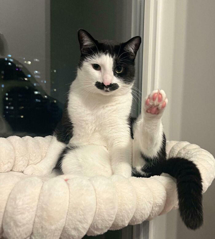 43 cats that look like they’re questioning everything in the universe