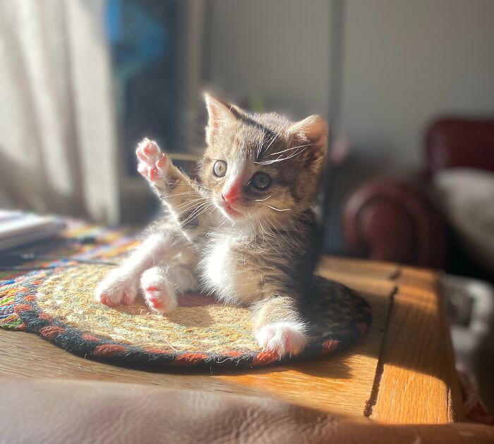 43 cats that look like they’re questioning everything in the universe