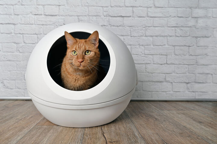 The pros and cons of automatic litter boxes