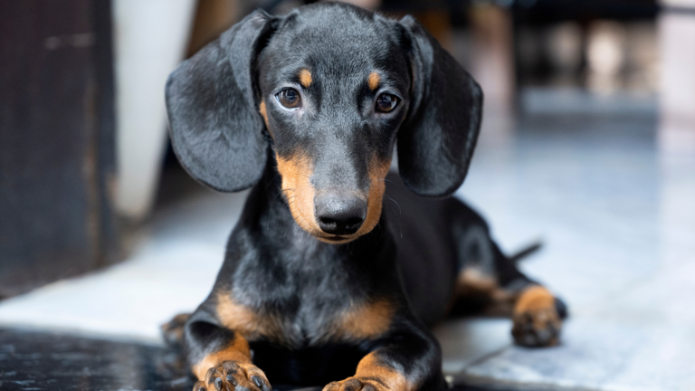 Hanukkah holiday explained