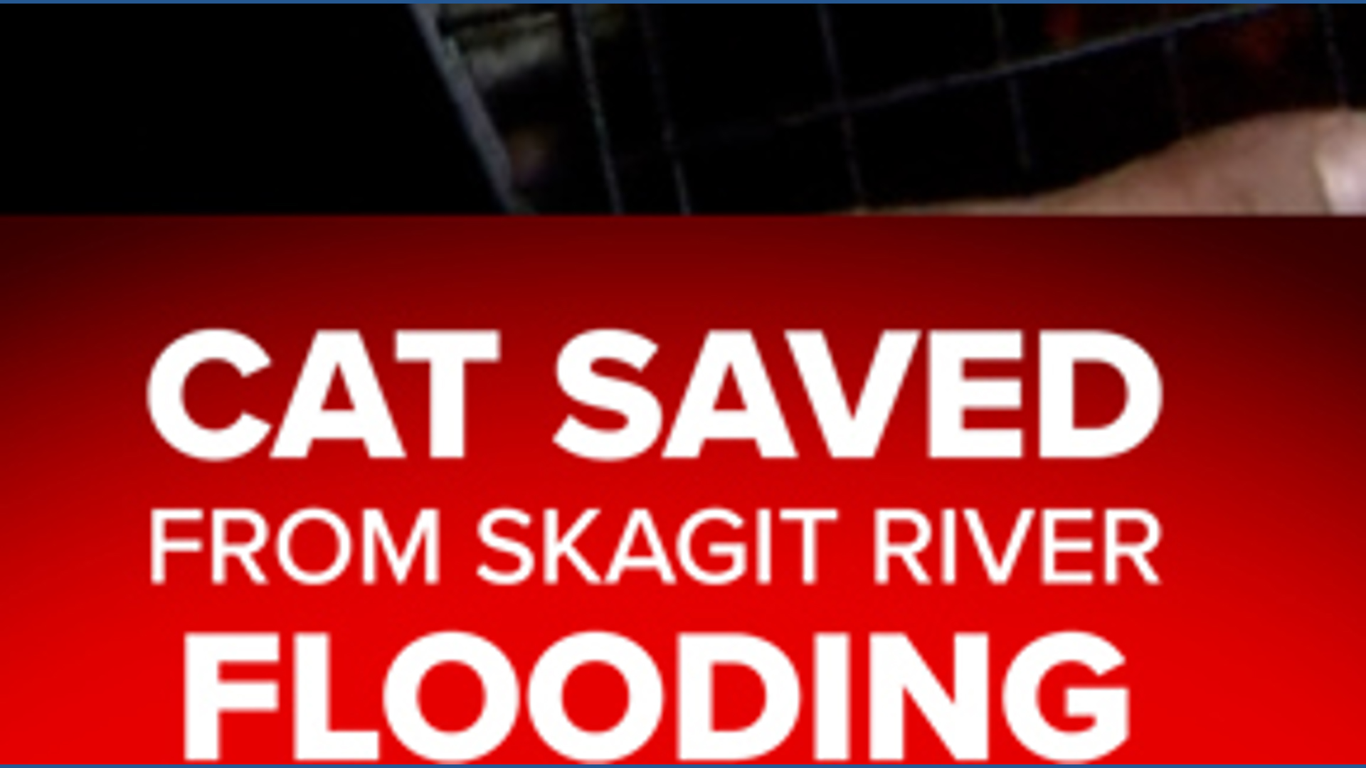 Cat rescued during Skagit River flood evacuation