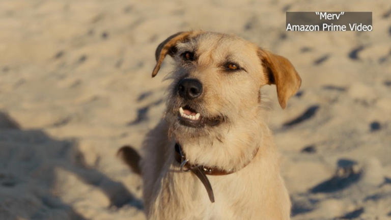 Depressed dog wants his owners back together in new movie, 'Merv'