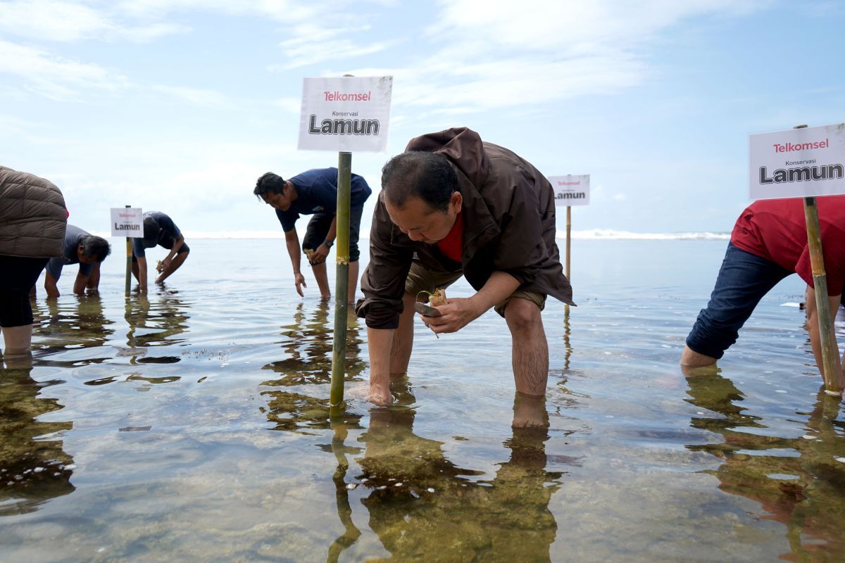 Telkomsel Tanam 3.000 Bibit Lamun di Pantai Karapyak Pangandaran