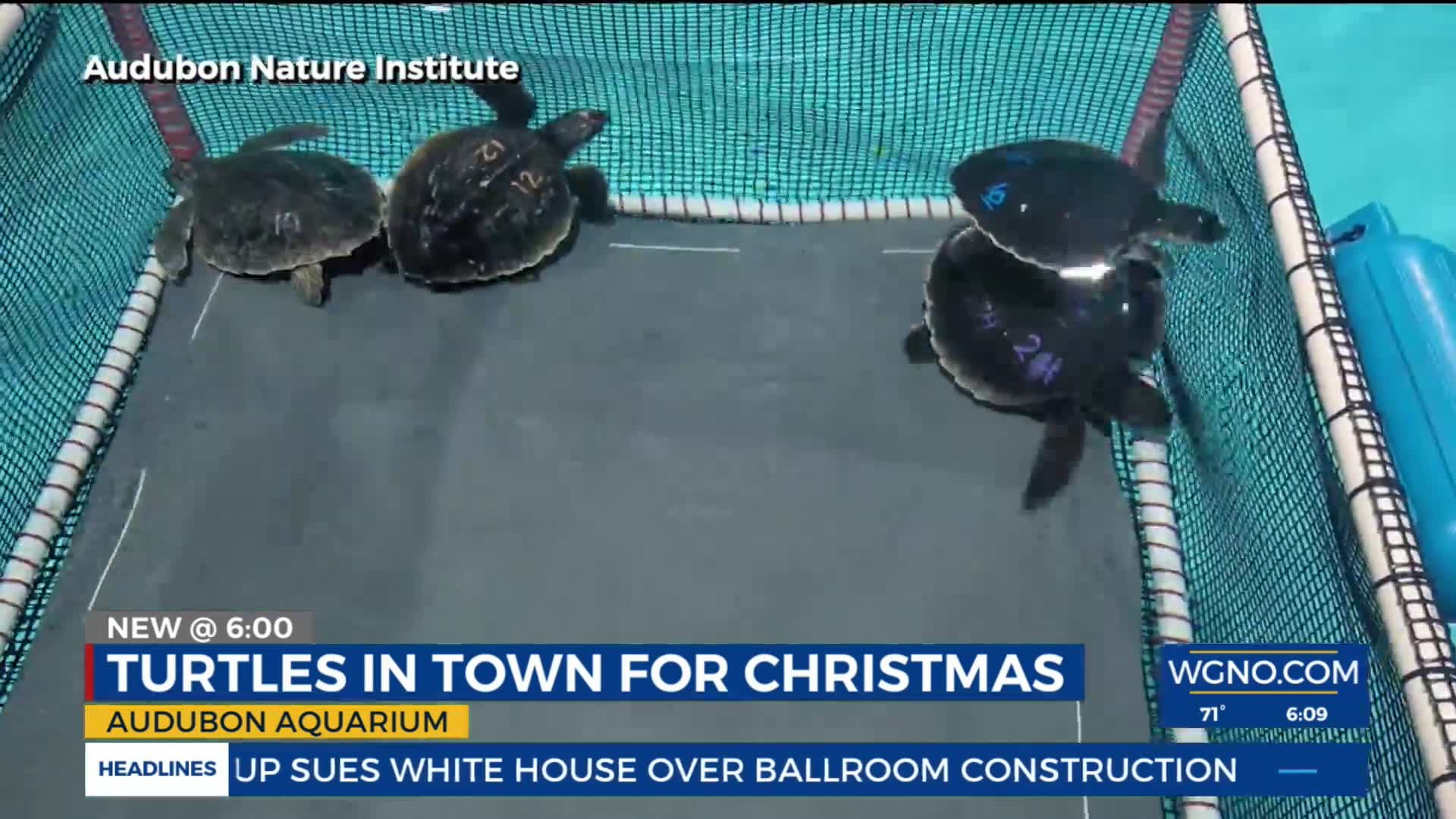 Audubon Aquarium caring for 35 rescued sea turtles