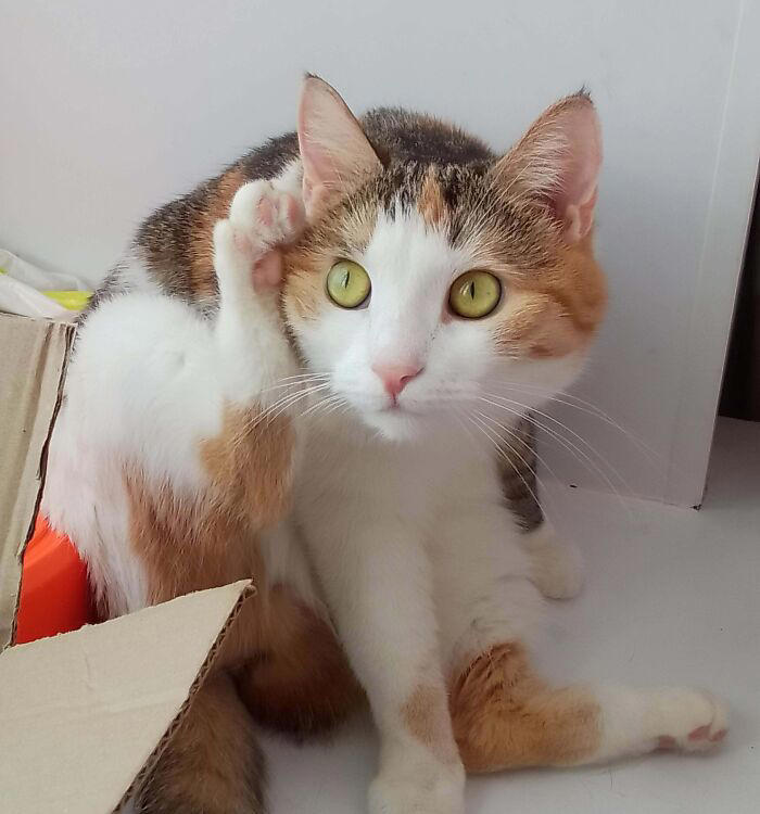 43 cats that look like they’re questioning everything in the universe