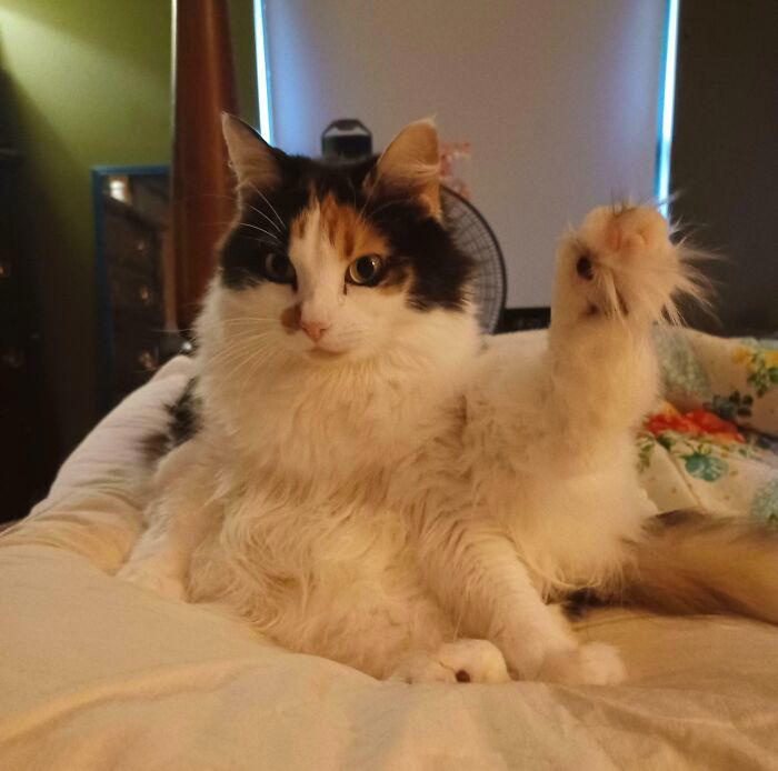 43 cats that look like they’re questioning everything in the universe