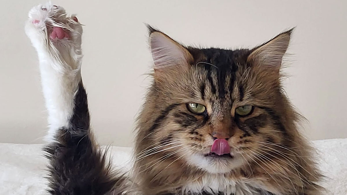 Three quarters of drivers find EVs less stressful than petrol or diesel, as  39% of Brits cite driving as a major source of their life stress | DS  Automobiles | Stellantis Media, image size:1200x675