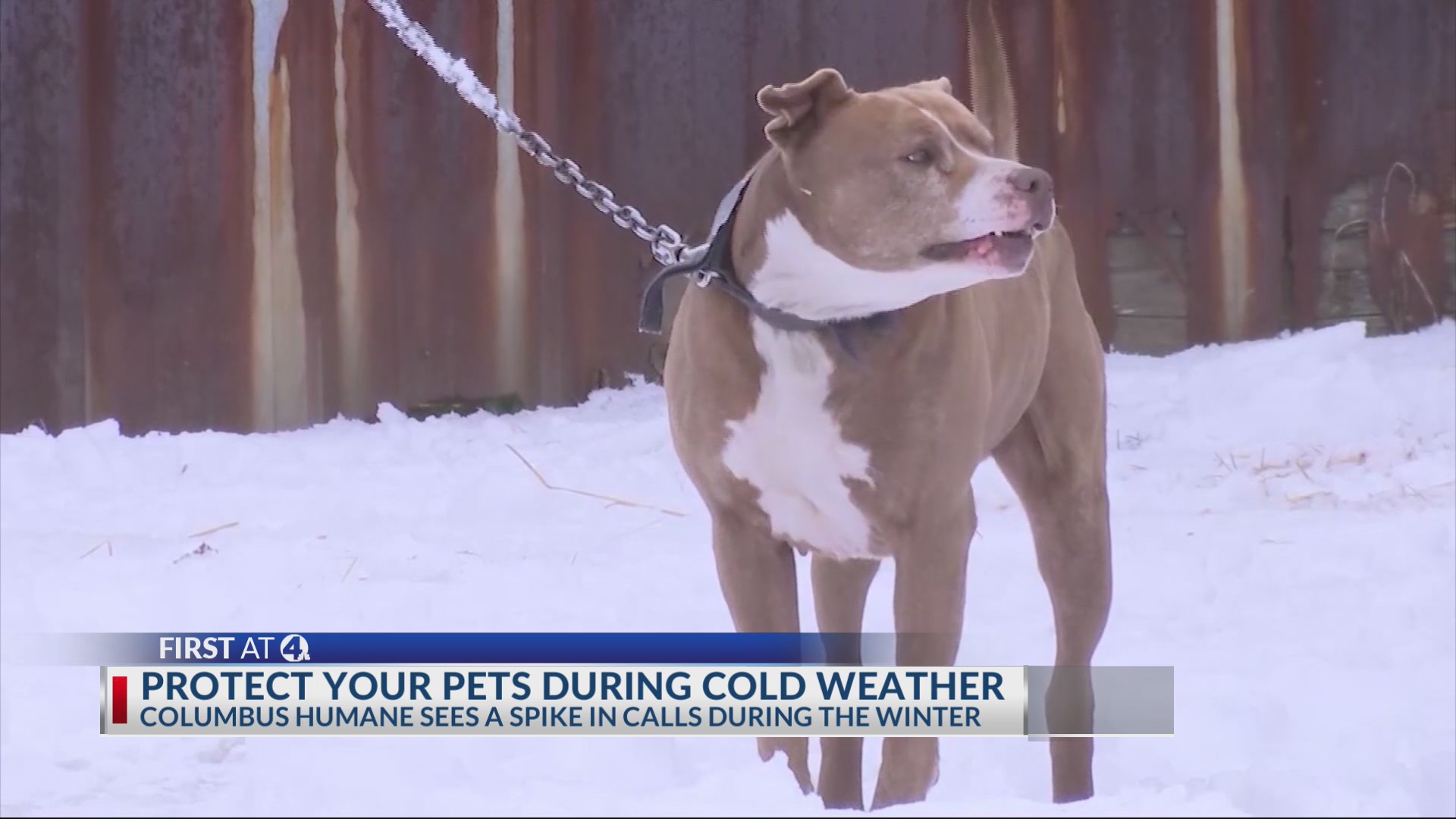 Outdoor animals and freezing temperatures