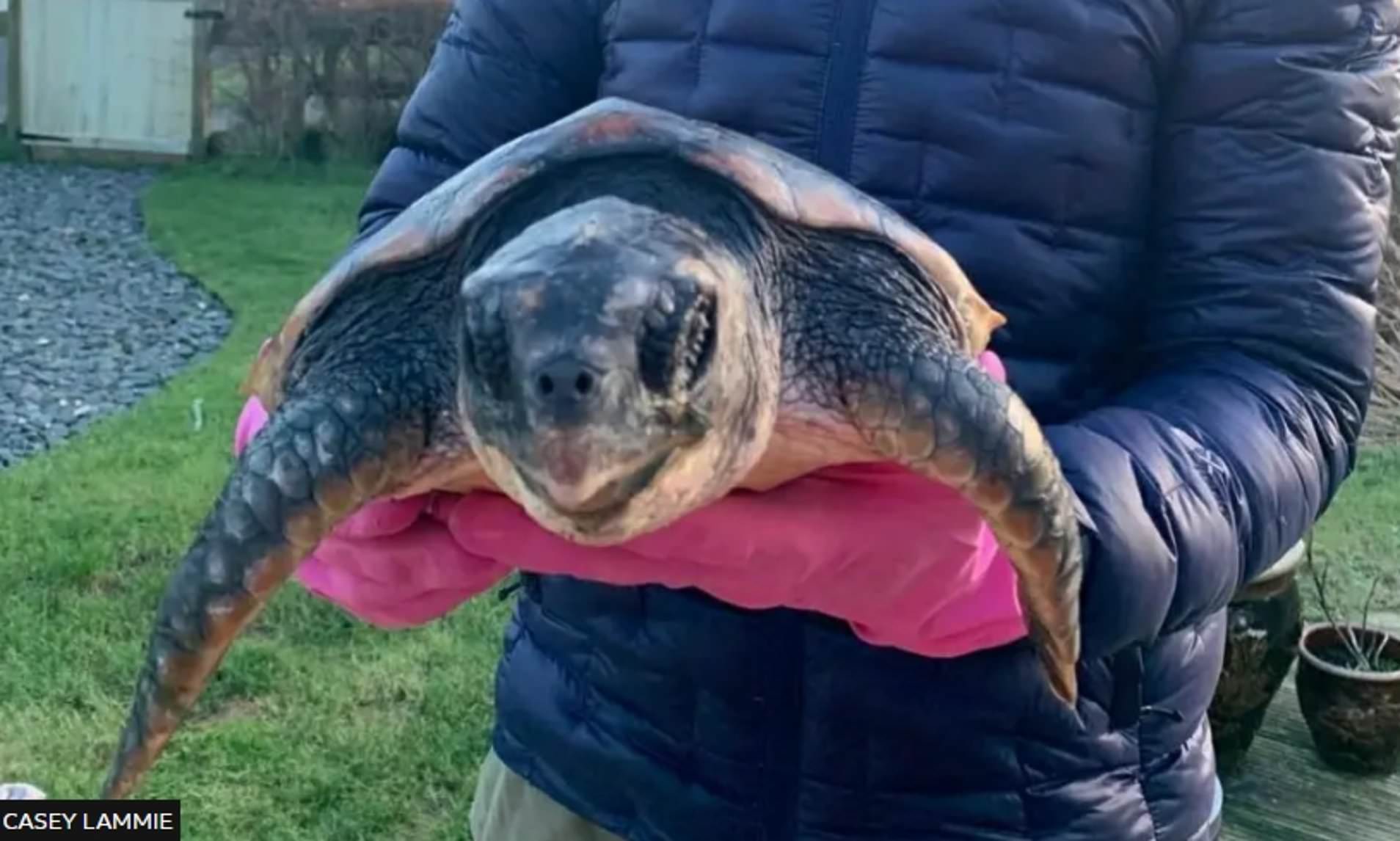 Come in from the cold... giant turtles saved after washing up on Scots ...