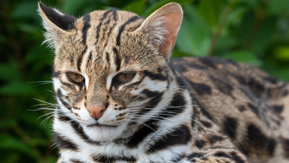 A worrying new trait has appeared in an isolated cat species on a Japanese island