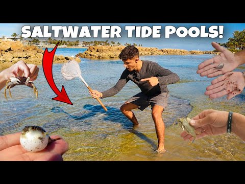Catching micro fish and invertebrates out of tide pools!