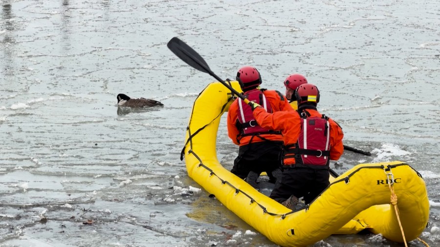 Goose found frozen in ice rescued by first responders