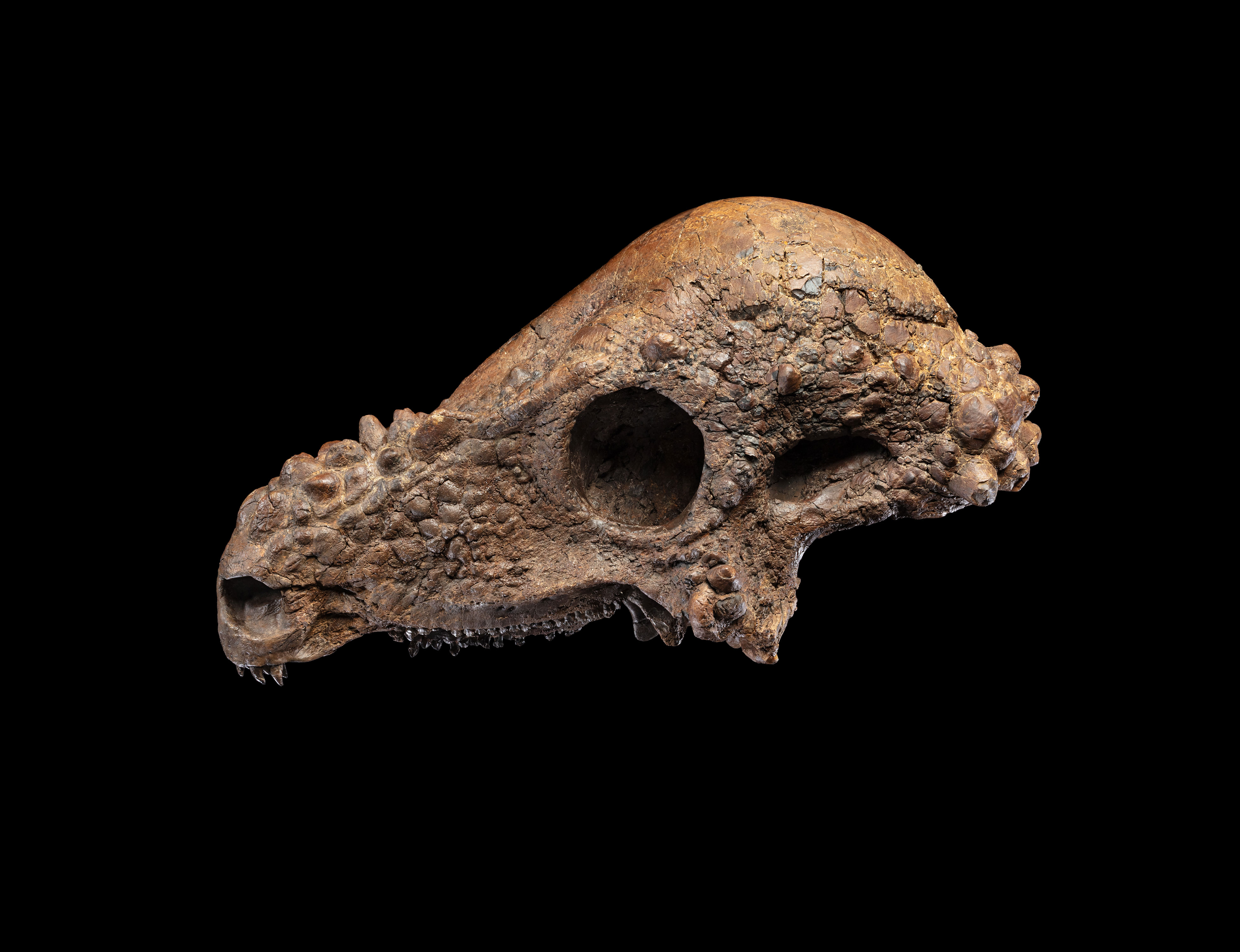 Nearly complete skull of a dome-headed dinosaur makes its way to the ...