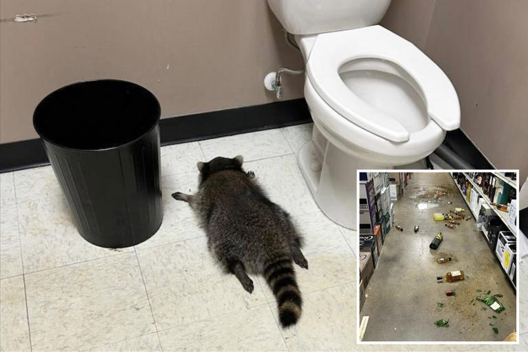 Viral drunk raccoon is a serial break-in artist who’s struck at least ...