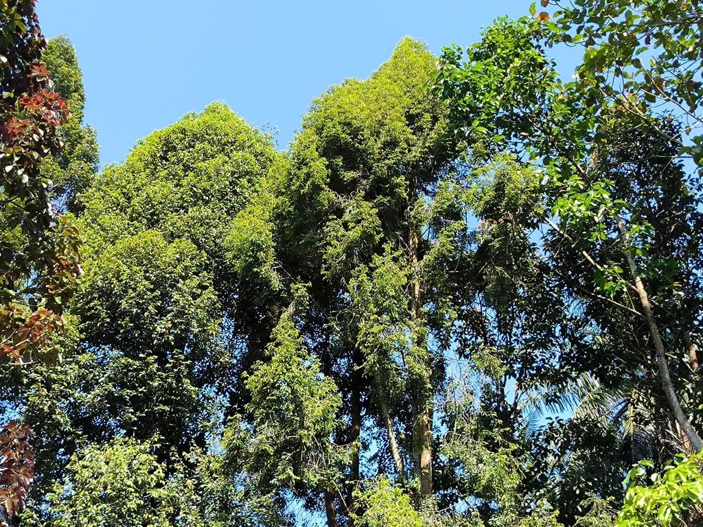 5 fakta menarik pohon barus, aroma istimewa yang menggugah