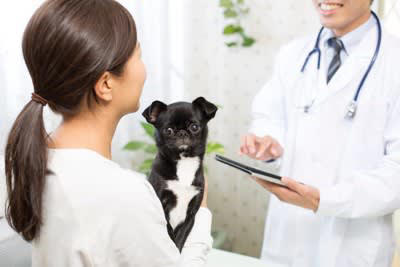犬が『自分の体を舐める』理由5つ 執拗にペロペロしてしまう原因や対処法まで