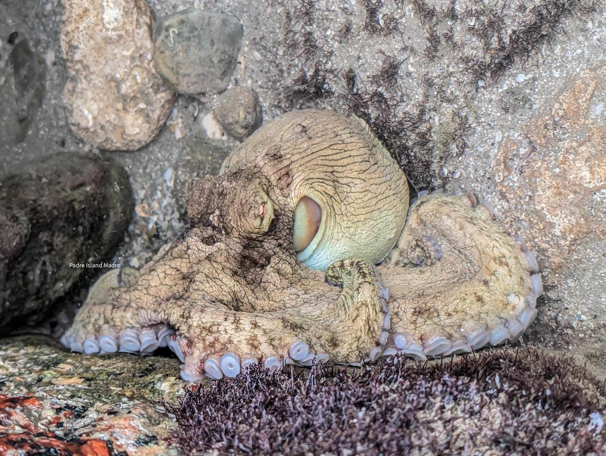 Check out this octopus found by a North Padre Island photographer