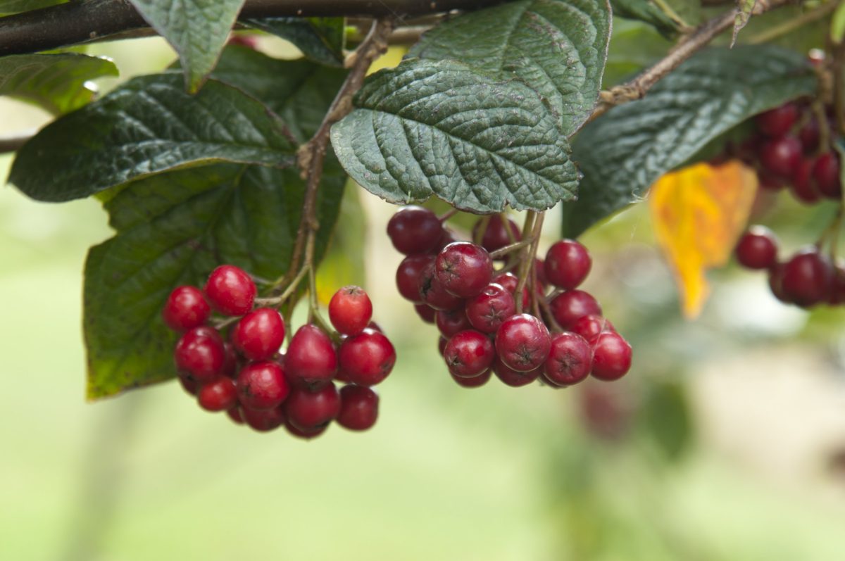How to grow ornamental berry plants, according to an RHS expert