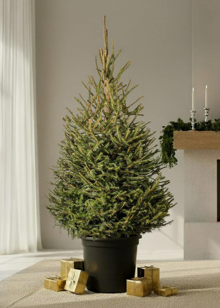 How to make a real Christmas tree last longer — 5 tips to prolong your ...