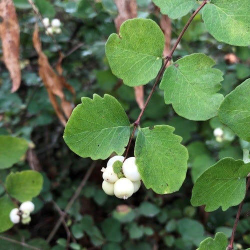 Common snowberry boasts many ecological benefits