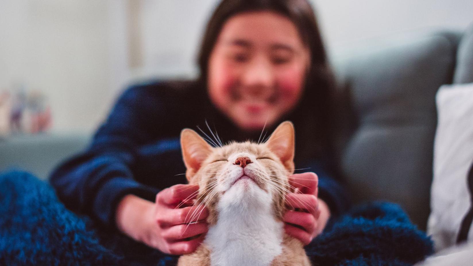 Kapan Kucing Jadi Hewan Peliharaan?