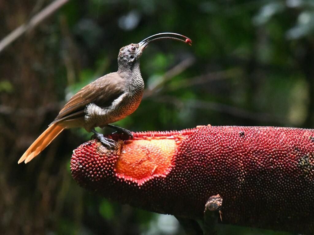 5 Fakta Menarik Drepanornis albertisi, Burung Cenderawasih Paruh Sabit Papua