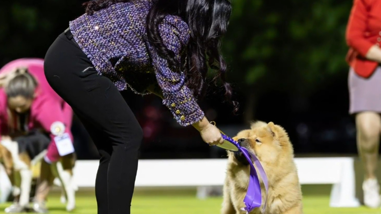 Perth family offers reward for rare, valuable dog feared stolen