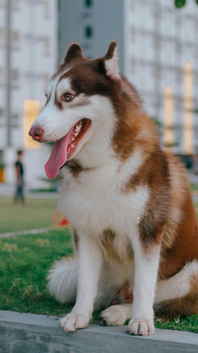 9 spitz-type dog breeds with big personalities – and the training style ...